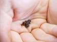 Tiny Frog.jpg